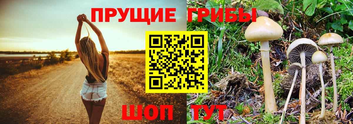 Алейск  Псилоцибиновые грибы Cubensis  Вход с VPN 